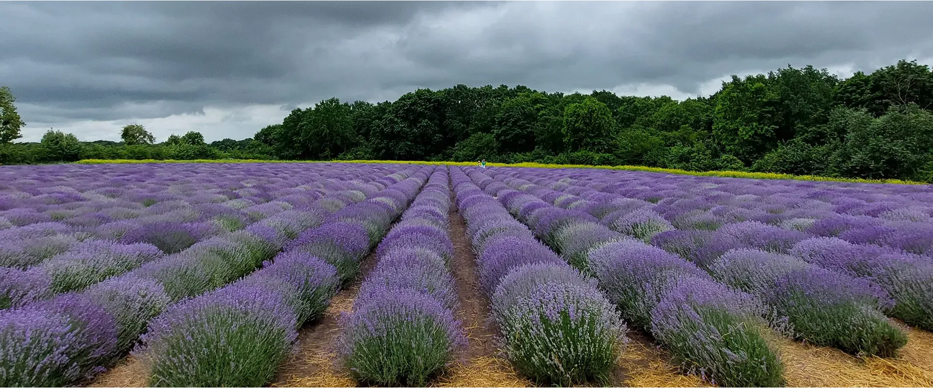 Лавандове поле для фотосесій та відпочинку